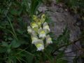 Antirrhinum majus