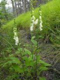 Digitalis purpurea