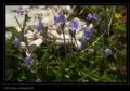 Veronica aphylla subsp. aphylla