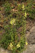 Antirrhinum latifolium
