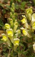 Antirrhinum latifolium