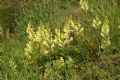 Antirrhinum latifolium