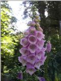 Digitalis purpurea