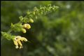 Salvia glutinosa