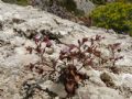 Chaenorhinum rubrifolium