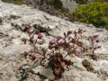 Chaenorhinum rubrifolium