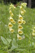 Digitalis grandiflora