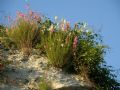 Antirrhinum majus