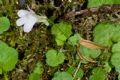 Cymbalaria aequitriloba