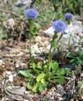 Globularia bisnagarica