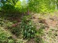 Digitalis purpurea