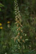 Digitalis ferruginea