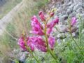 Antirrhinum majus