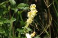 Antirrhinum latifolium