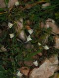 Linaria pseudolaxiflora