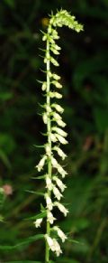 Digitalis lutea