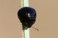 Coptosoma scutellatum