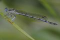 Platycnemis pennipes