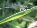 Platycnemis pennipes