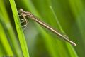 Platycnemis pennipes