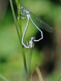 Platycnemis pennipes