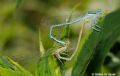 Platycnemis pennipes