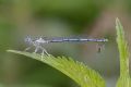 Platycnemis pennipes