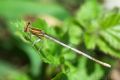 Platycnemis pennipes