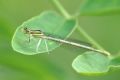 Platycnemis pennipes