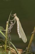 Platycnemis pennipes