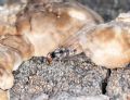 Polyporivora picta