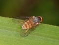 Protoclythia rufa