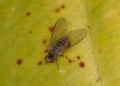 Protoclythia modesta