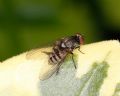 Platypeza fasciata