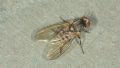 Protoclythia modesta