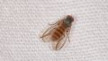 Agathomyia sp.