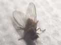 Protoclythia rufa