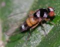 Callomyia amoena