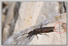 Capniidae