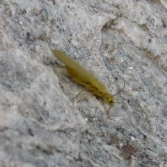 Chloroperlidae