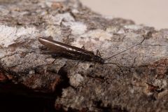 Leuctridae