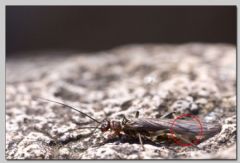 Nemouridae