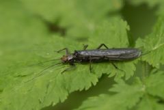 Perlodidae