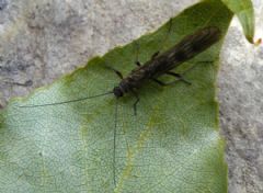 Taeniopterygidae