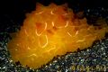 Pleurobranchus testudinarius