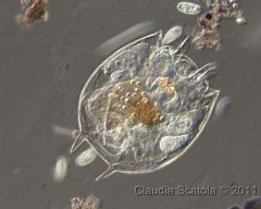 Brachionidae