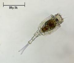 Trichotriidae