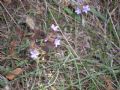 Plumbago europaea