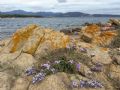 Limonium sinuatum