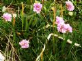 Armeria alpina